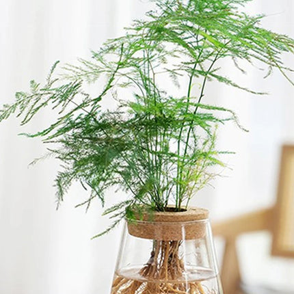Hydroponic Plant Home Vase Decor Transparent Hydroponic Flower Pot Soilless Plant Pots Office Desktop Green Plants Pot Potted - AlluNeedt