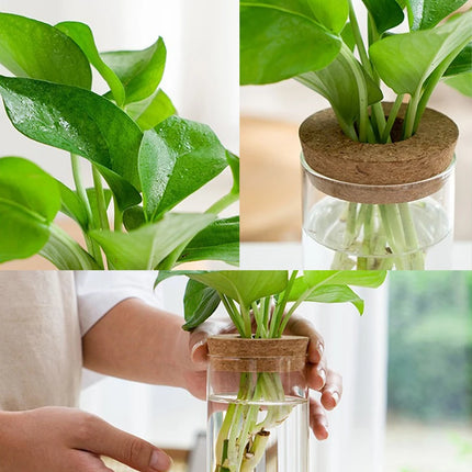 Hydroponic Plant Home Vase Decor Transparent Hydroponic Flower Pot Soilless Plant Pots Office Desktop Green Plants Pot Potted - AlluNeedt