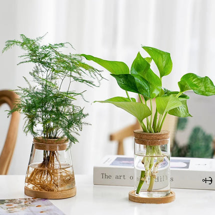 Hydroponic Plant Home Vase Decor Transparent Hydroponic Flower Pot Soilless Plant Pots Office Desktop Green Plants Pot Potted - AlluNeedt