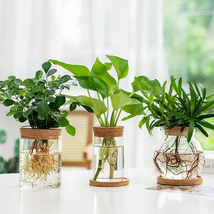 Hydroponic Plant Home Vase Decor Transparent Hydroponic Flower Pot Soilless Plant Pots Office Desktop Green Plants Pot Potted - AlluNeedt
