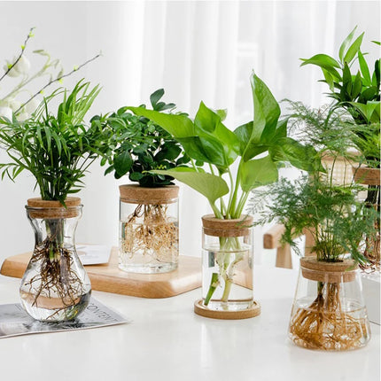 Hydroponic Plant Home Vase Decor Transparent Hydroponic Flower Pot Soilless Plant Pots Office Desktop Green Plants Pot Potted - AlluNeedt