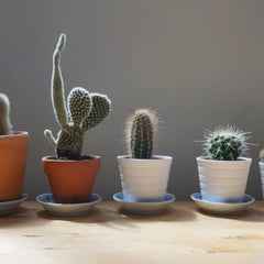 Home & Garden - EB