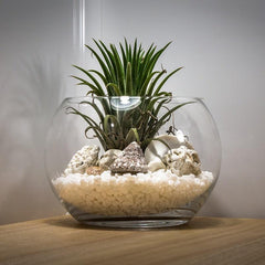 Plant Terrarium - AlluNeedt