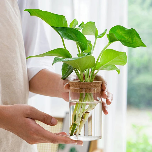 Hydroponic Plant Home Vase Decor Transparent Hydroponic Flower Pot Soilless Plant Pots Office Desktop Green Plants Pot Potted - AlluNeedt